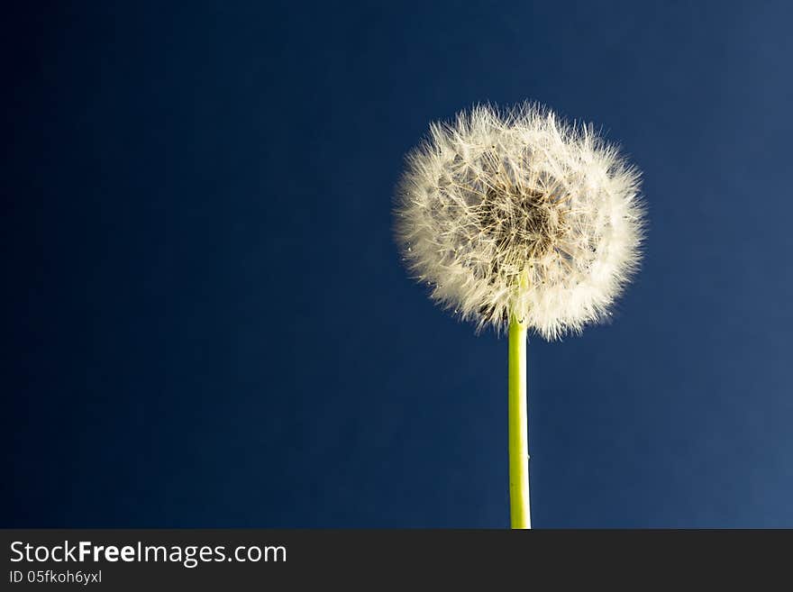 Taraxacum officinale ready to blow