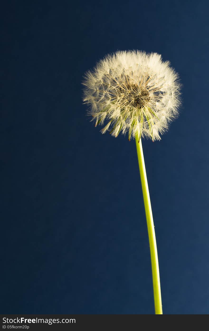 Taraxacum officinale