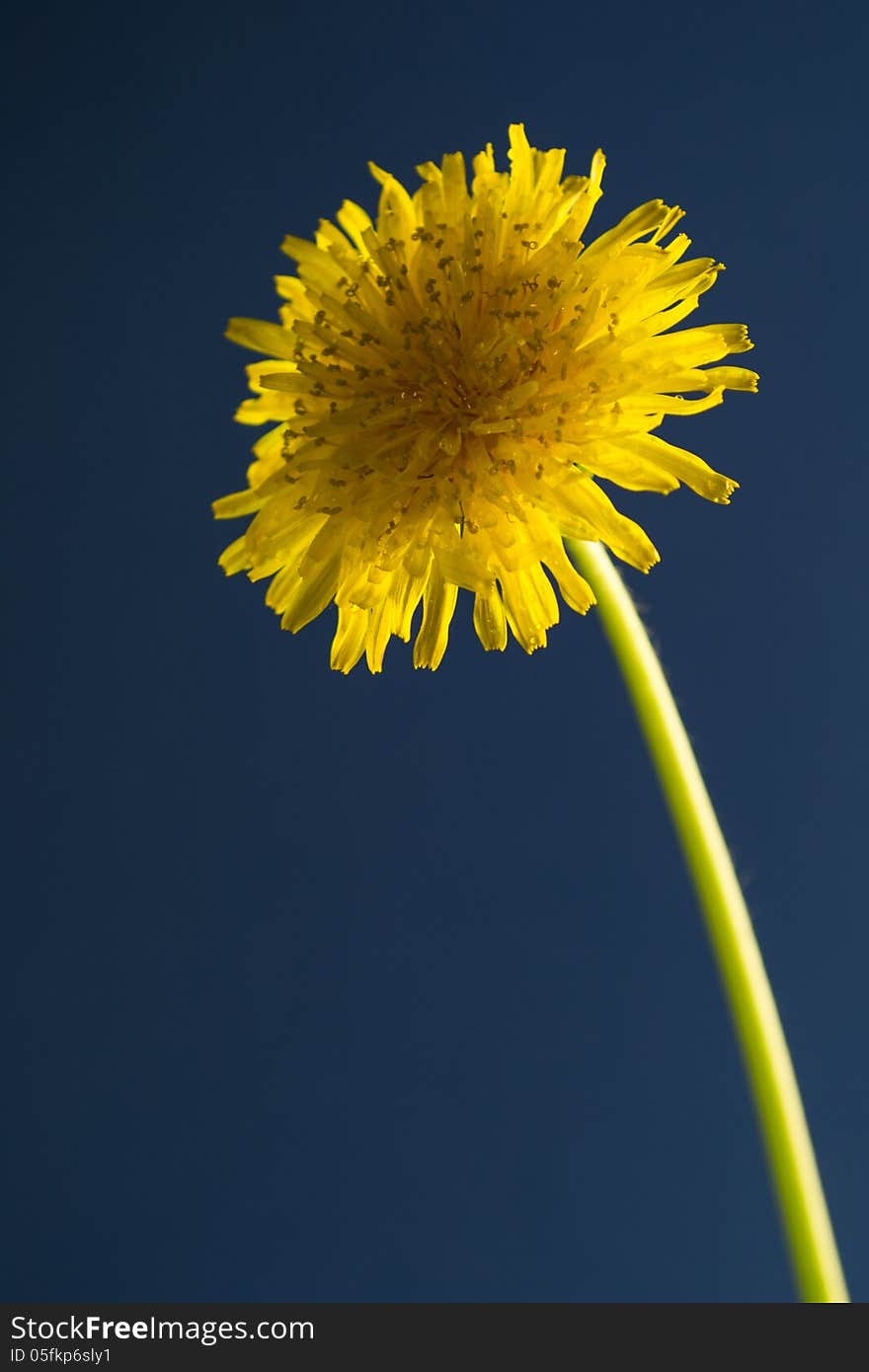 Taraxacum officinale in blue background