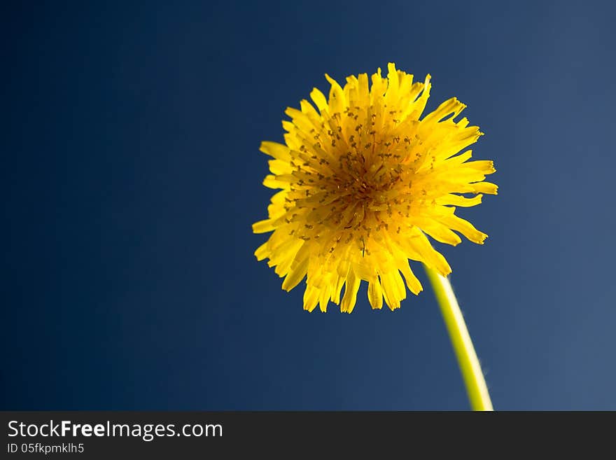 Taraxacum officinale over blue background