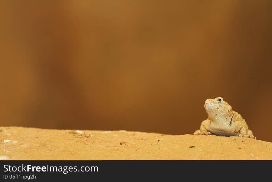 Iguana is a little small lizard