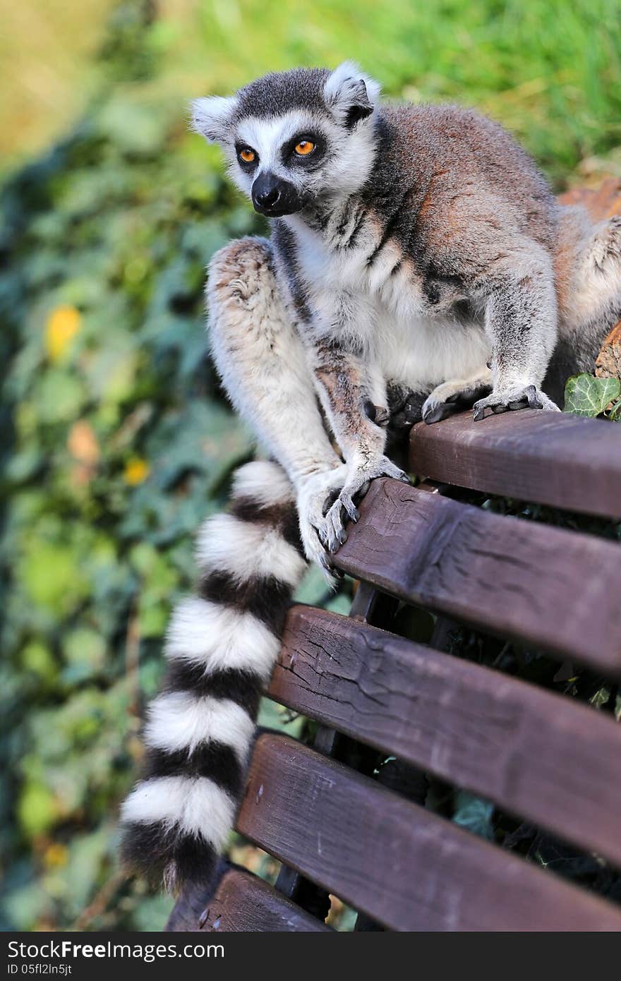 Portrait of lemur catta zoo