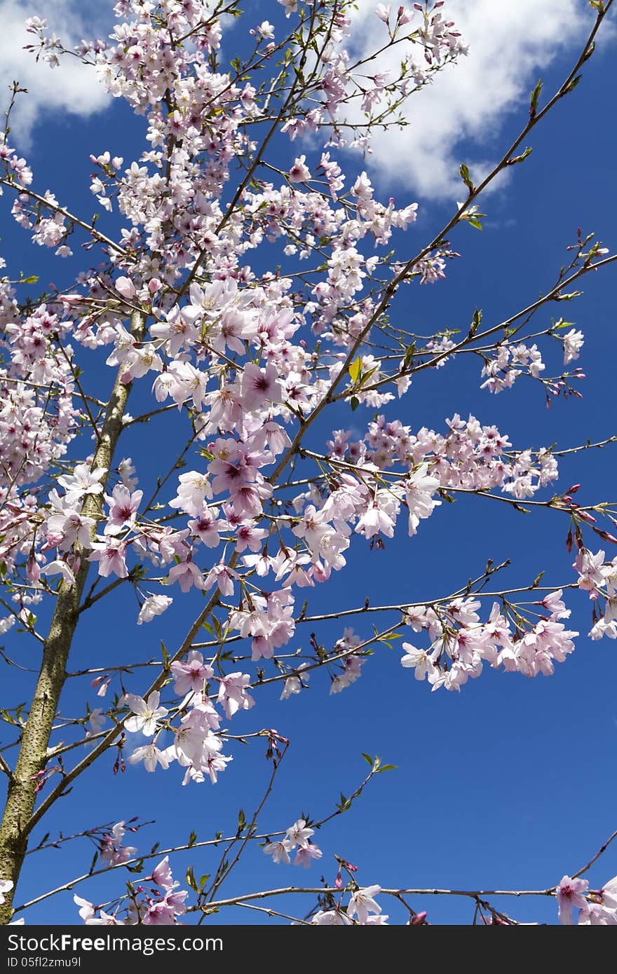 Spring sherry blossoms on the blue sky background