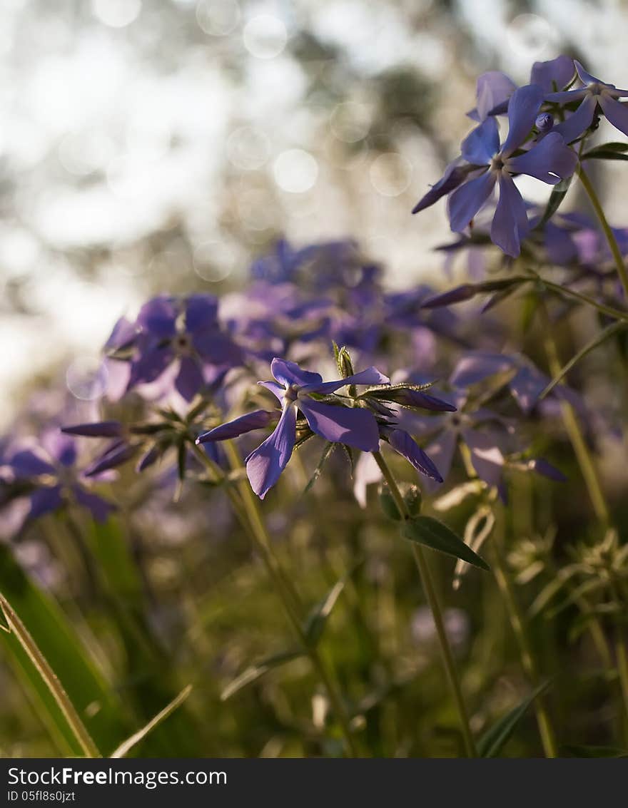 Blue spring flowers