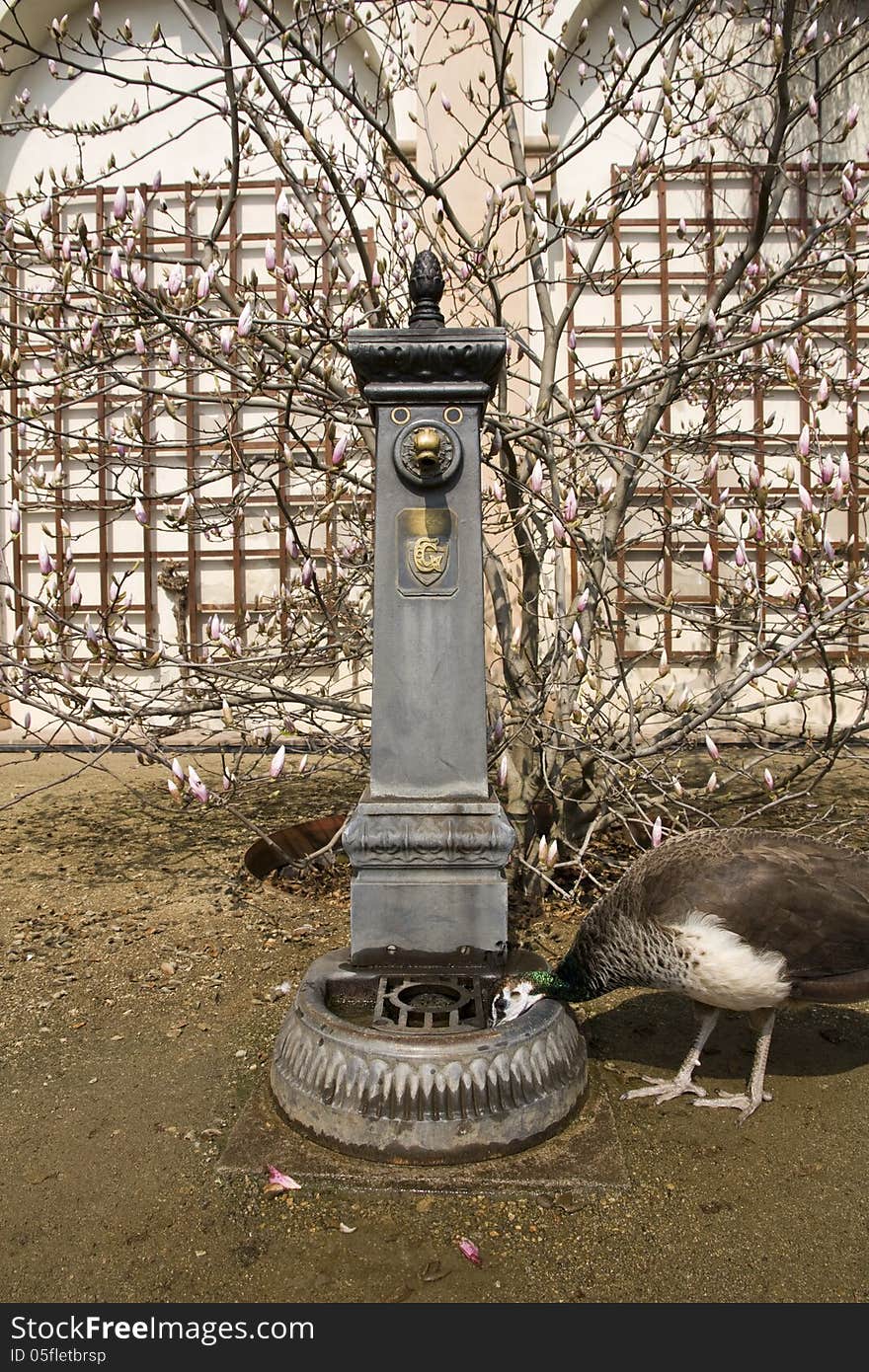 Fountain of metal from which drinking peacock