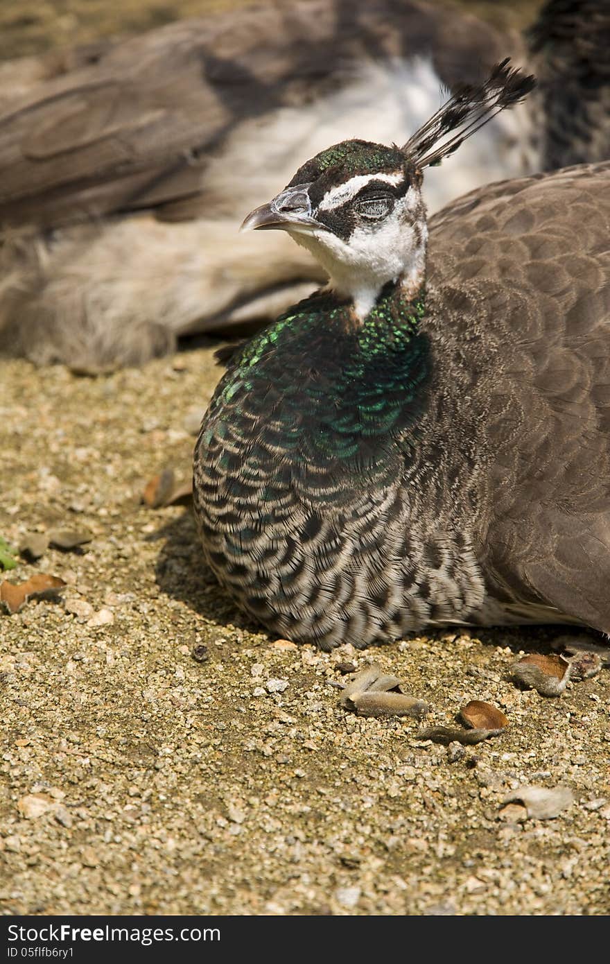 Peacock with closed eyes lying on sand