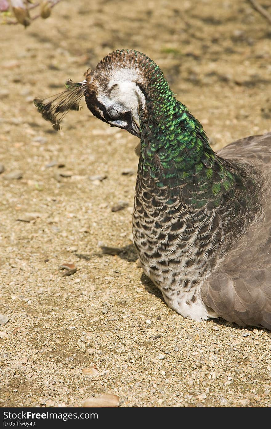 Peacock to clean