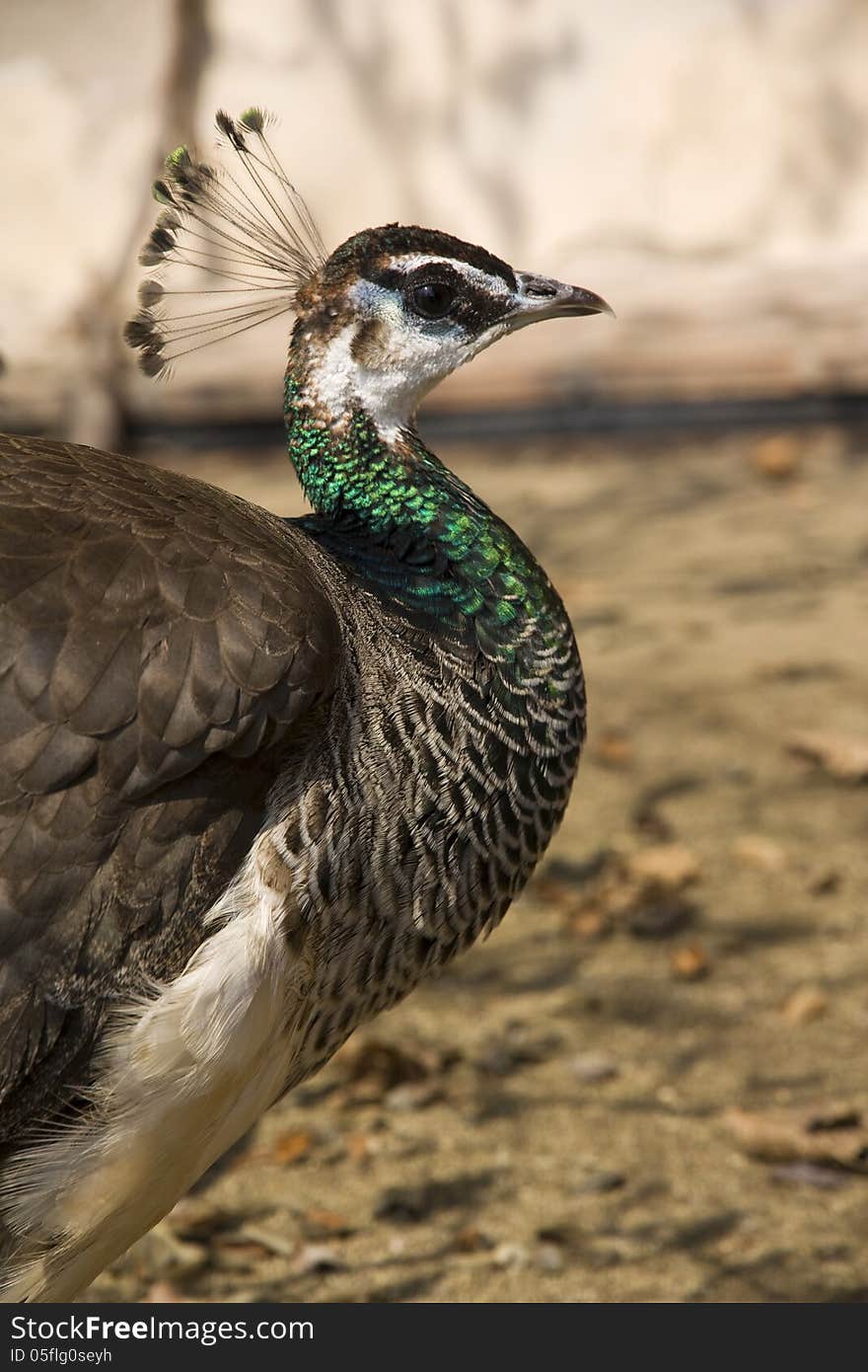 Portrait of the head and neck of the peacock