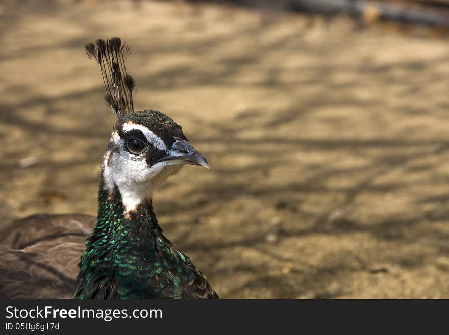 Head peacock