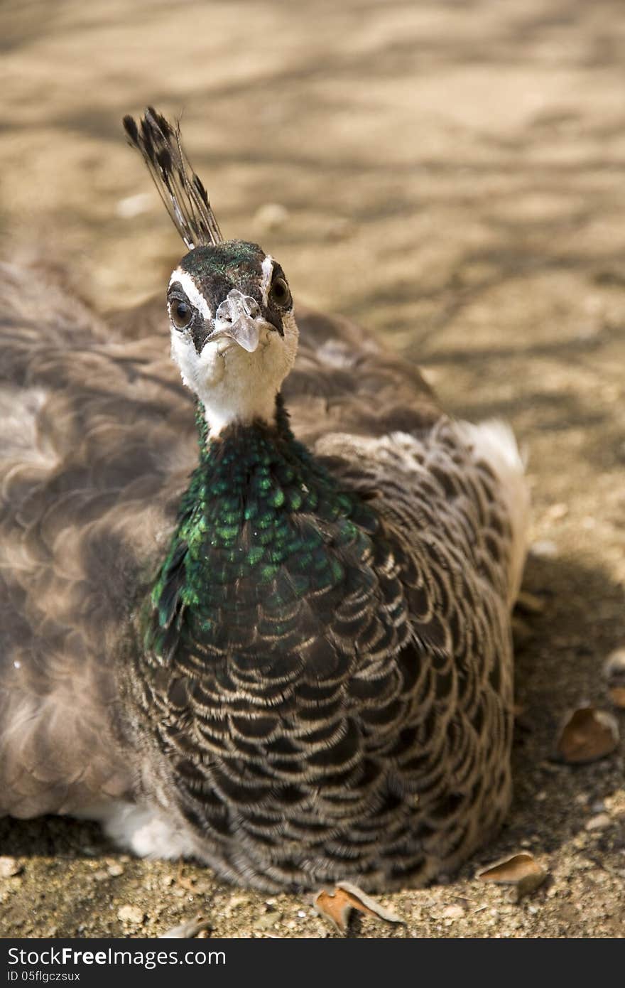 Peacock is looking straight ahead, peacock lying in the sand