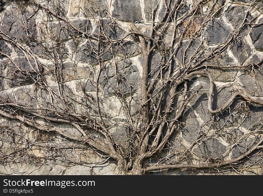 Roots on a stone wall. Roots on a stone wall