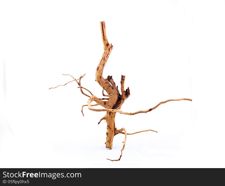 Dried branch on white background