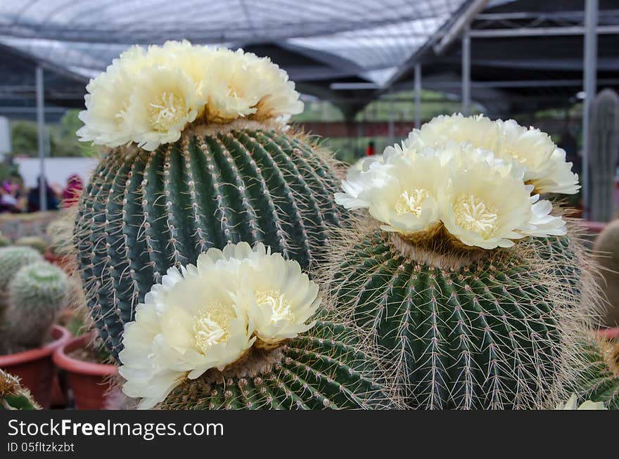 Close up of cactus with flower on top