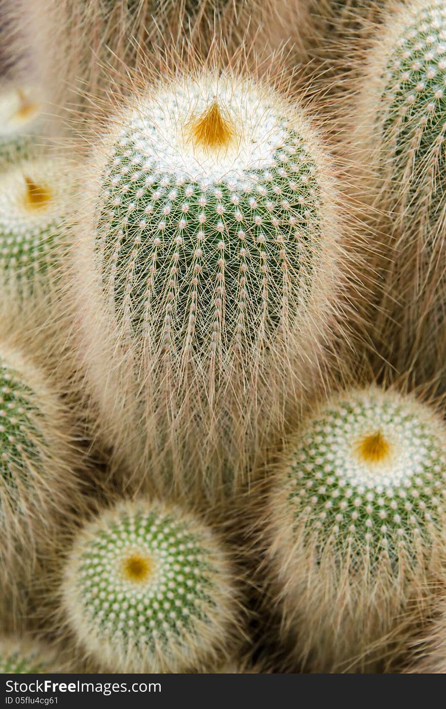 Close up of stick shaped cactus