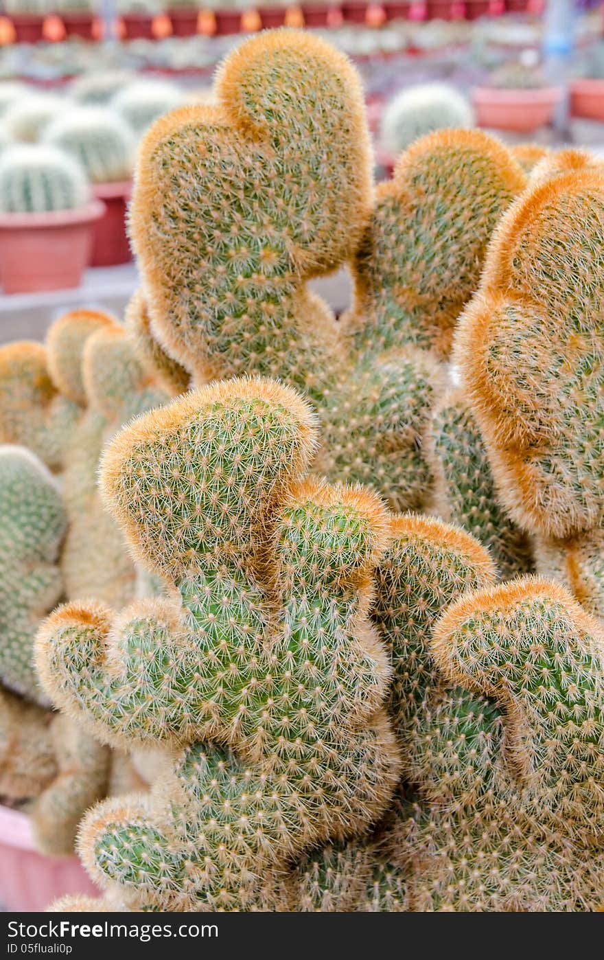 Close up of worm shaped cactus