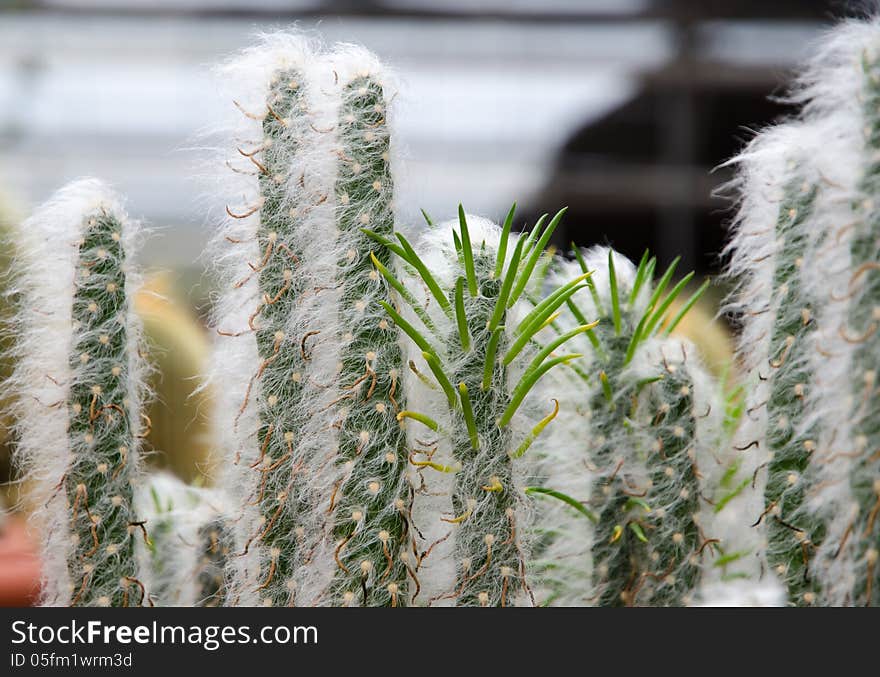 Close up of stick shaped cactus