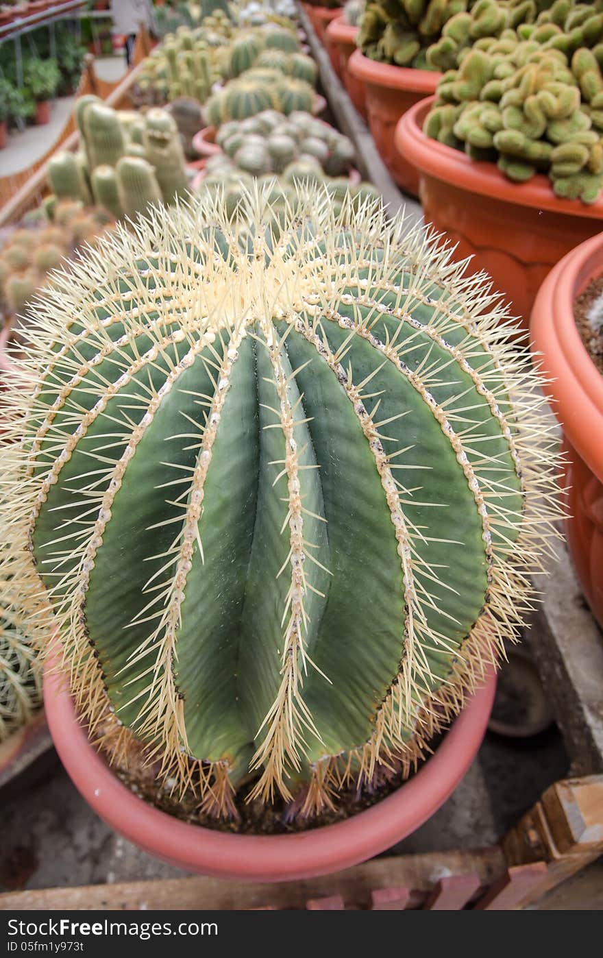 Round Shaped Cactus