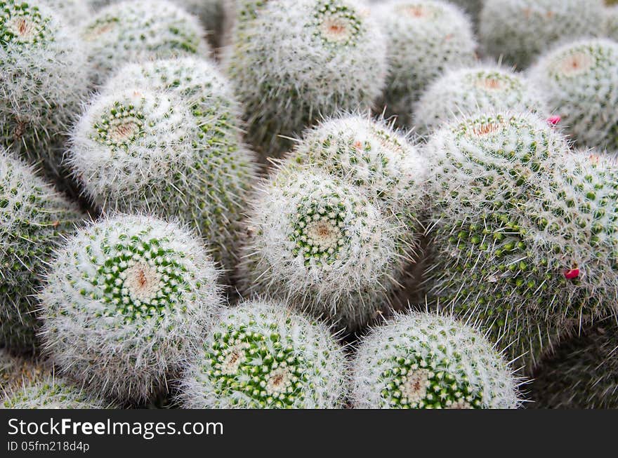 Round Shaped Cactus