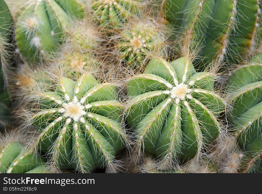 Round Shaped Cactus