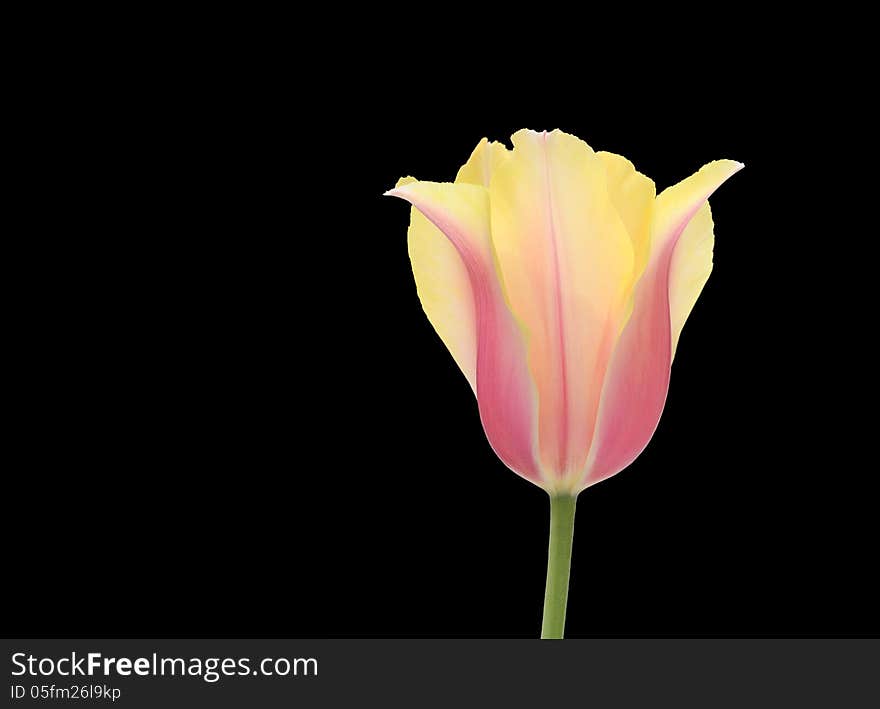 Isolated tulip