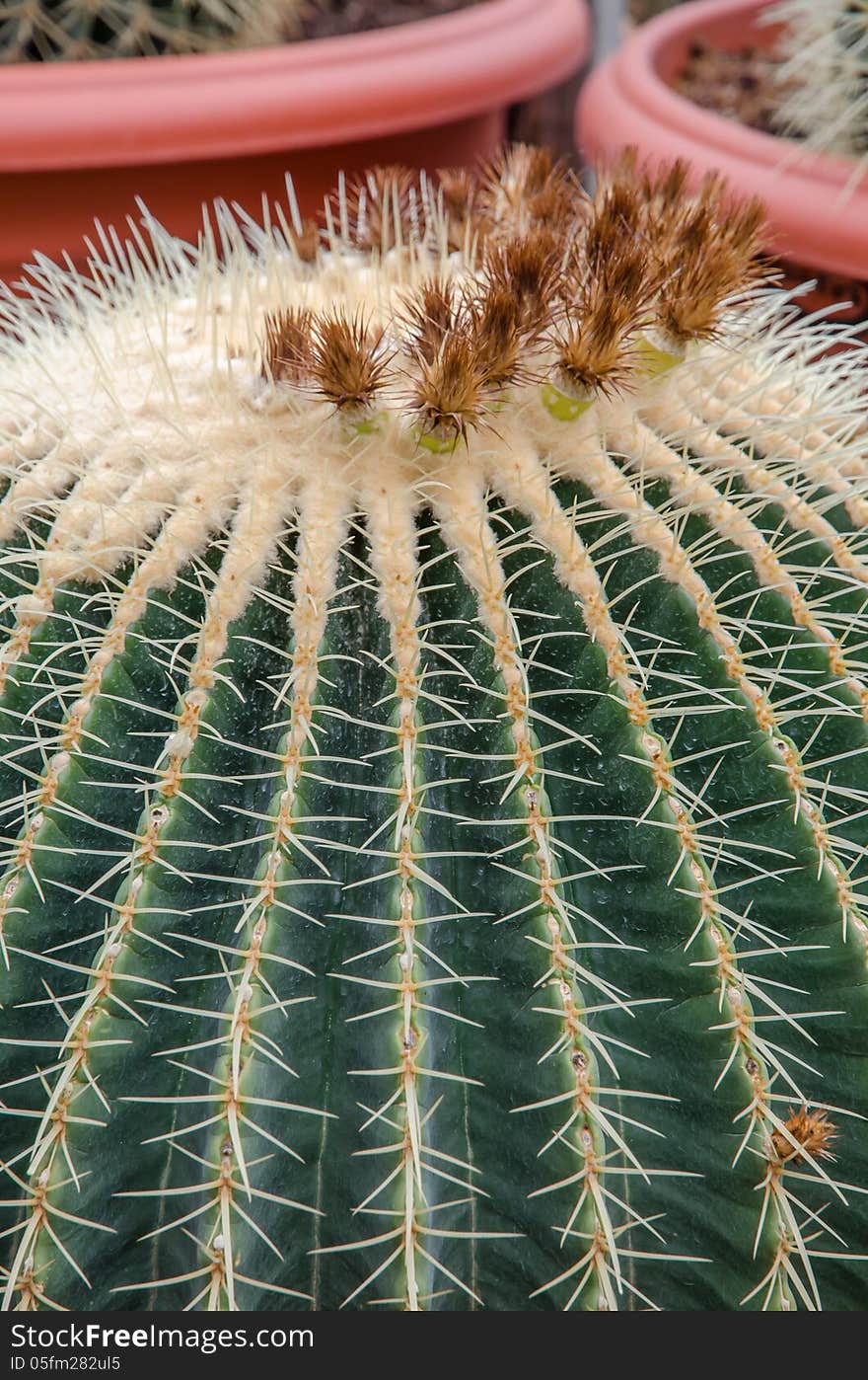 Cactus with flower on top