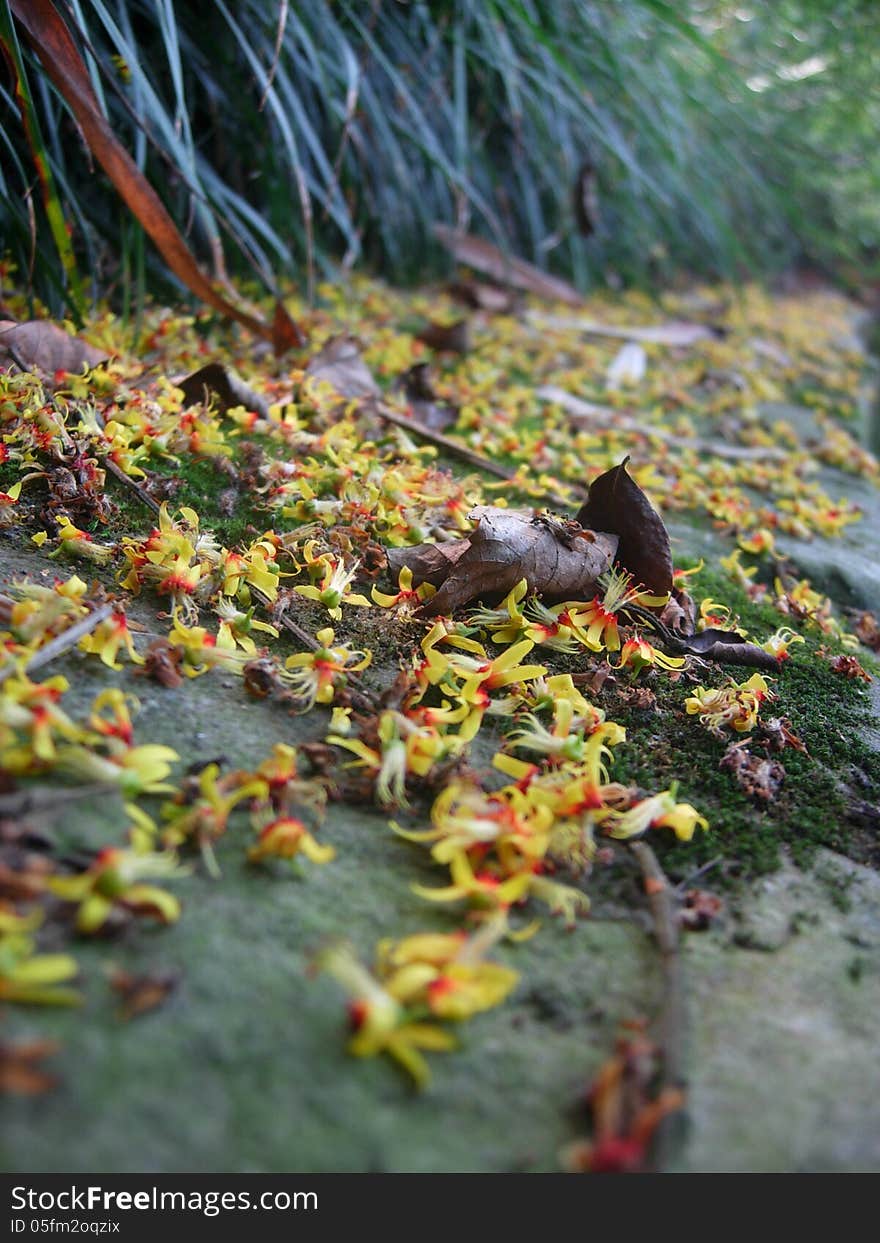 A road with falling little flowers. A road with falling little flowers