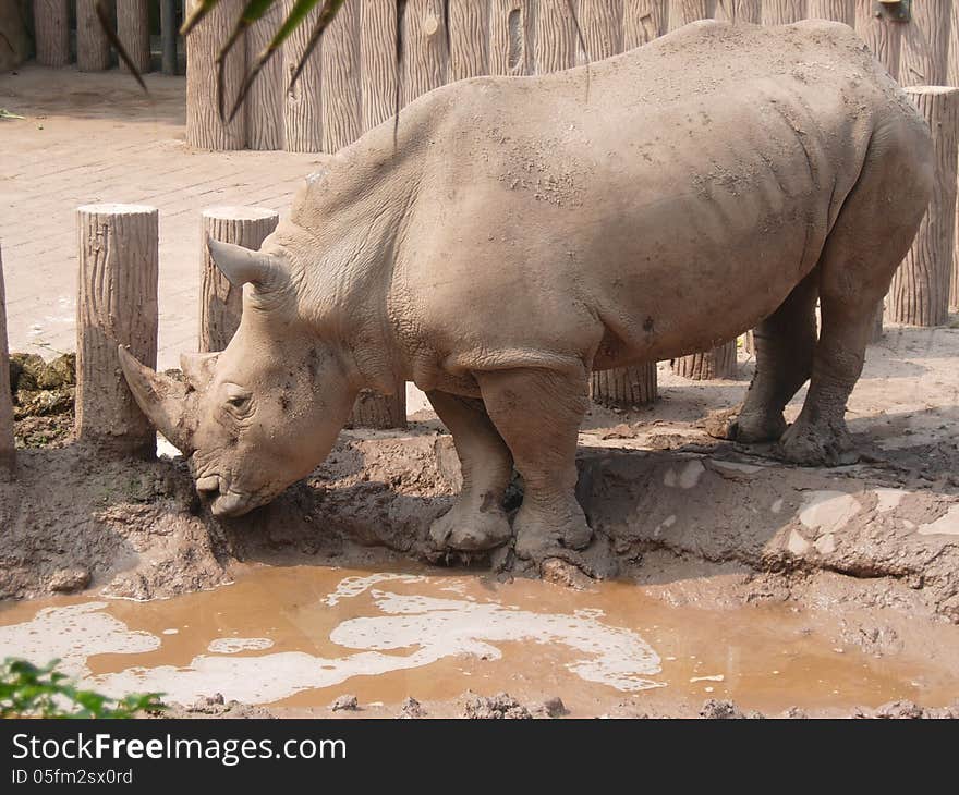 Rhinoceros in the zoo