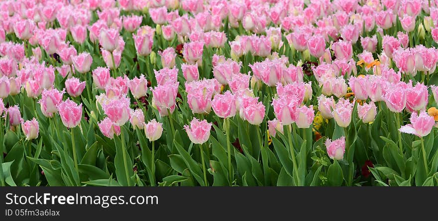 Fuzzy bicolor tulips at park