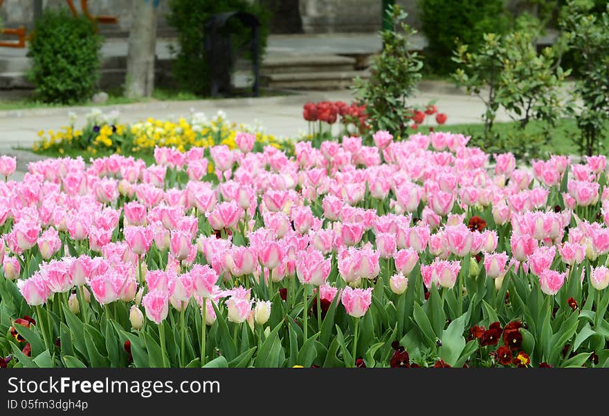 Tulips