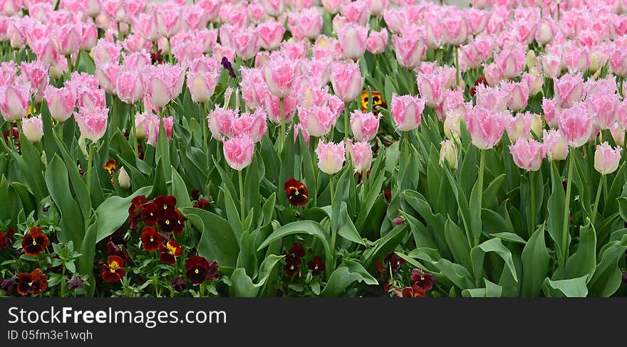 Fuzzy bicolor tulips at park