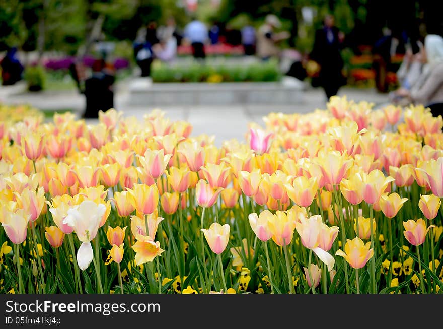 Blushing lady tulips at park, Tehran, Iran