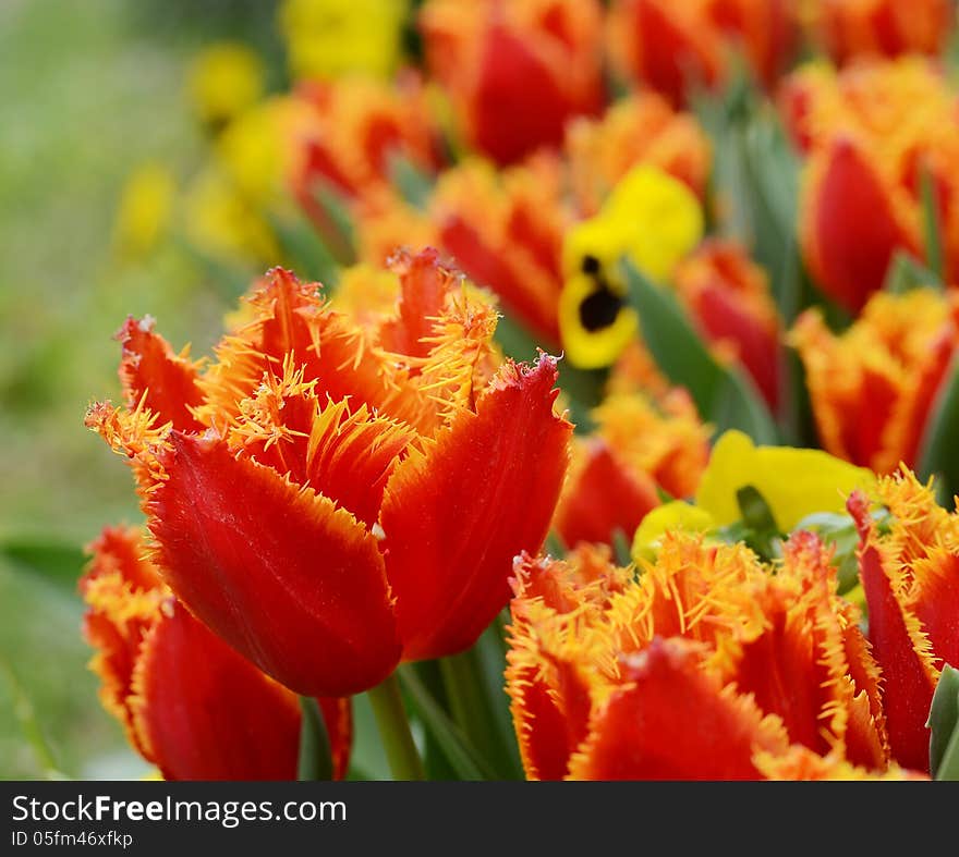 Close up of fuzzy davenport tulips