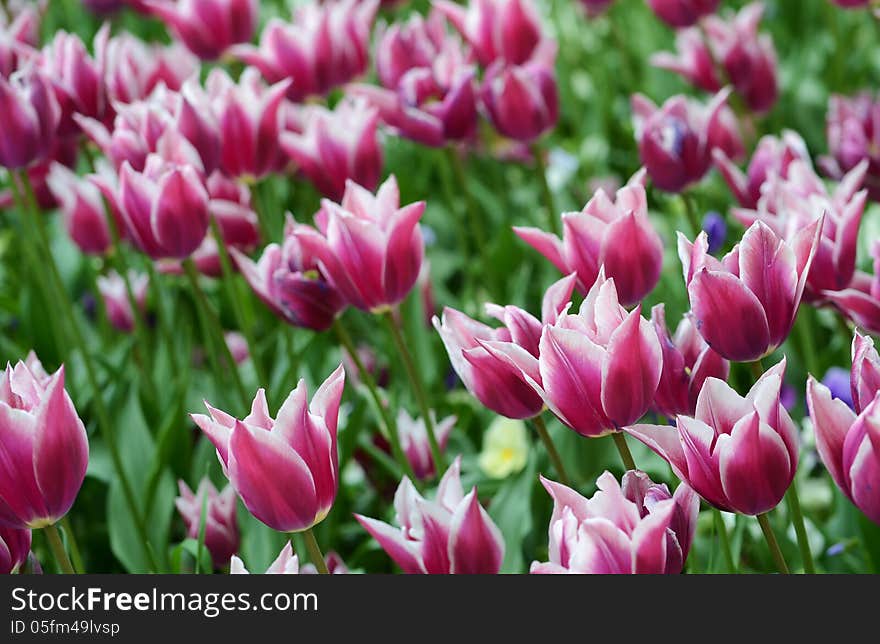 Tulips