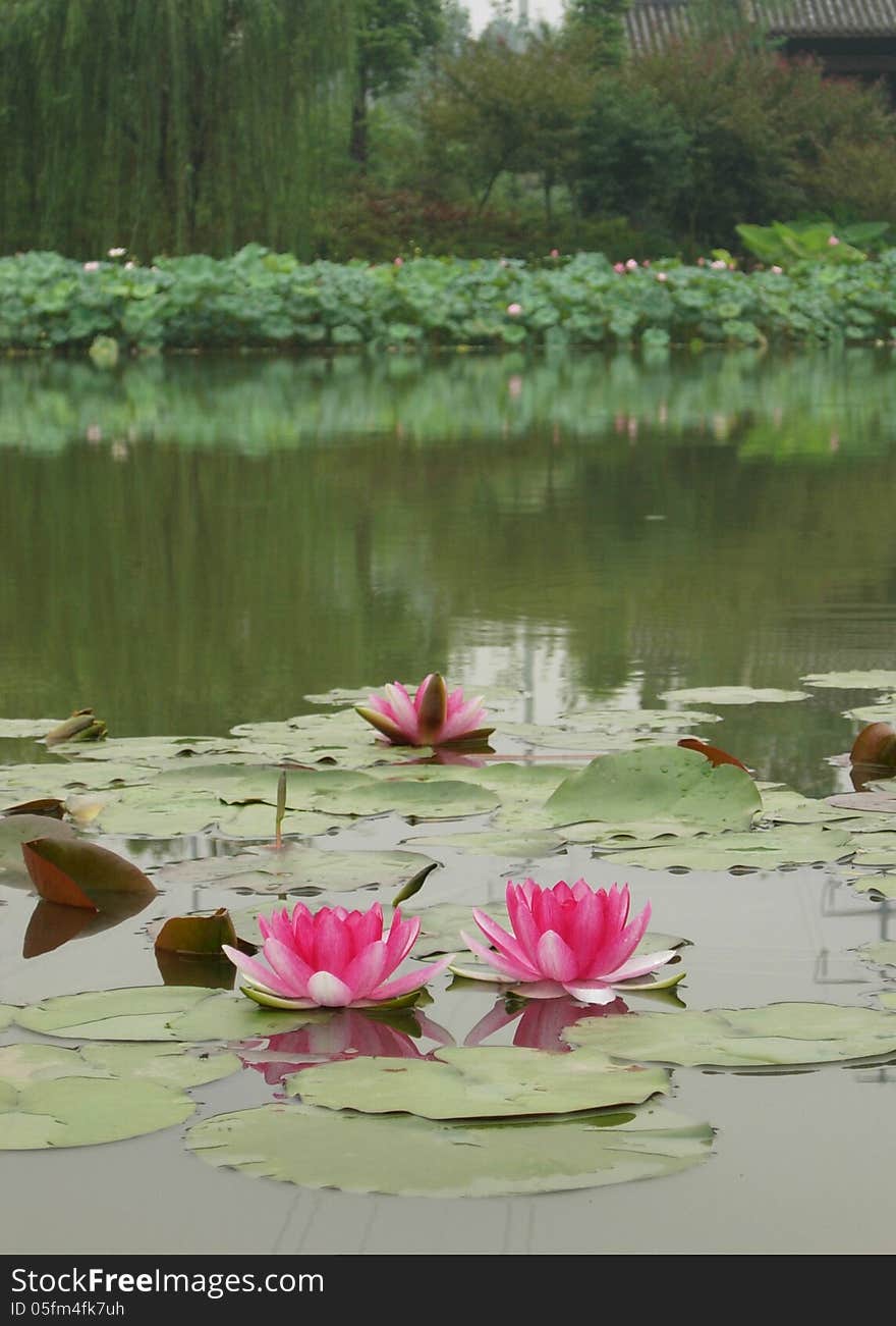 Pink Lotuses in the lake. Pink Lotuses in the lake