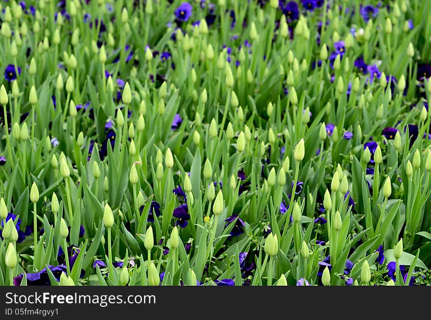 Tulip buds