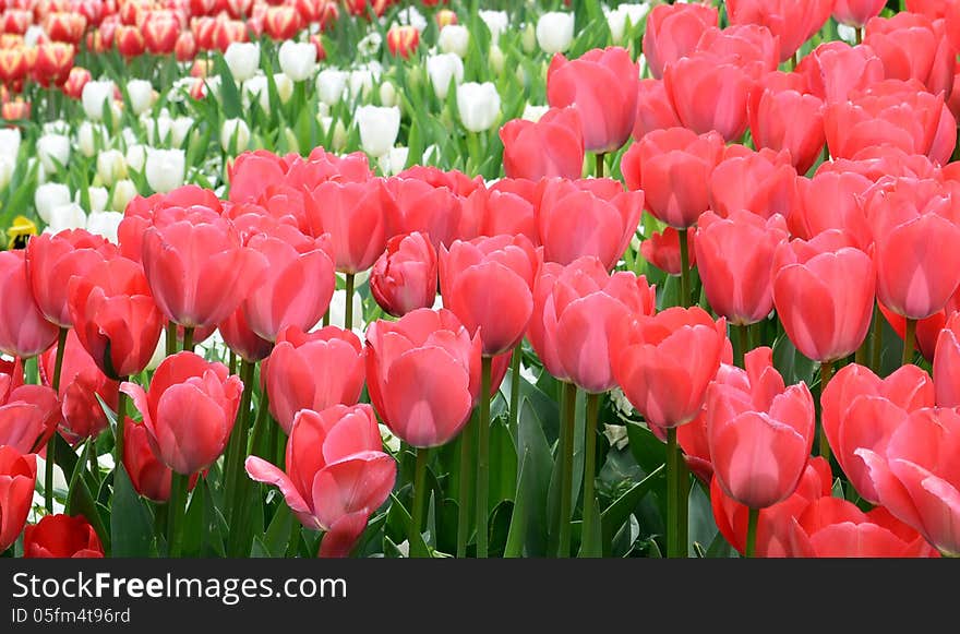 Close up of red tulips at park