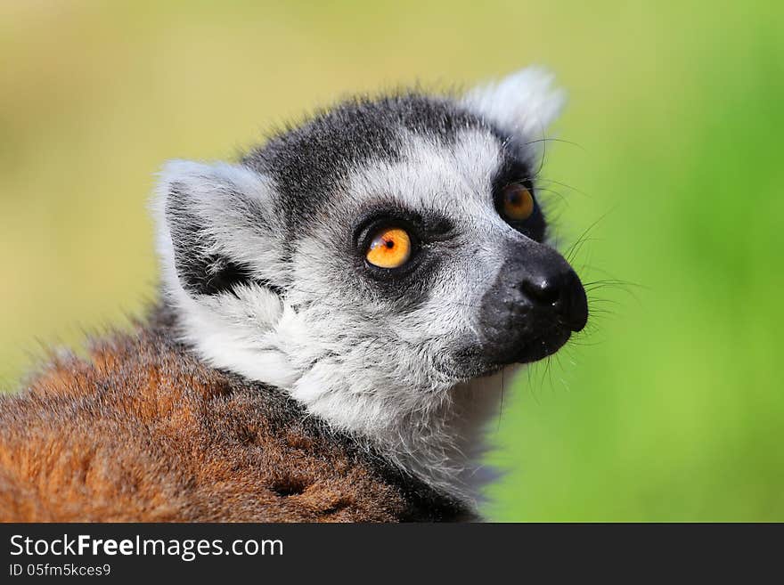 Portrait of lemur catta zoo