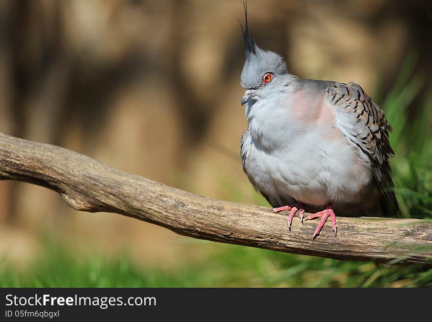 Crested pigeon