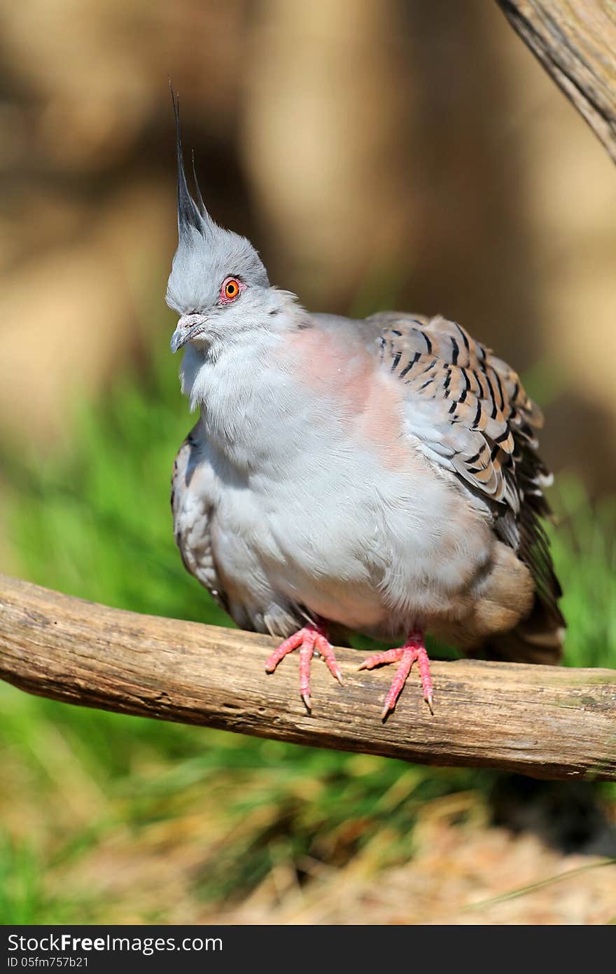 Dove crested pigeon is greater