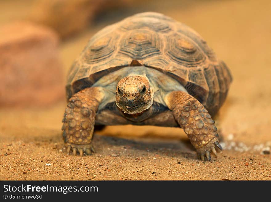 Turtle is a large reptile with a house symbol