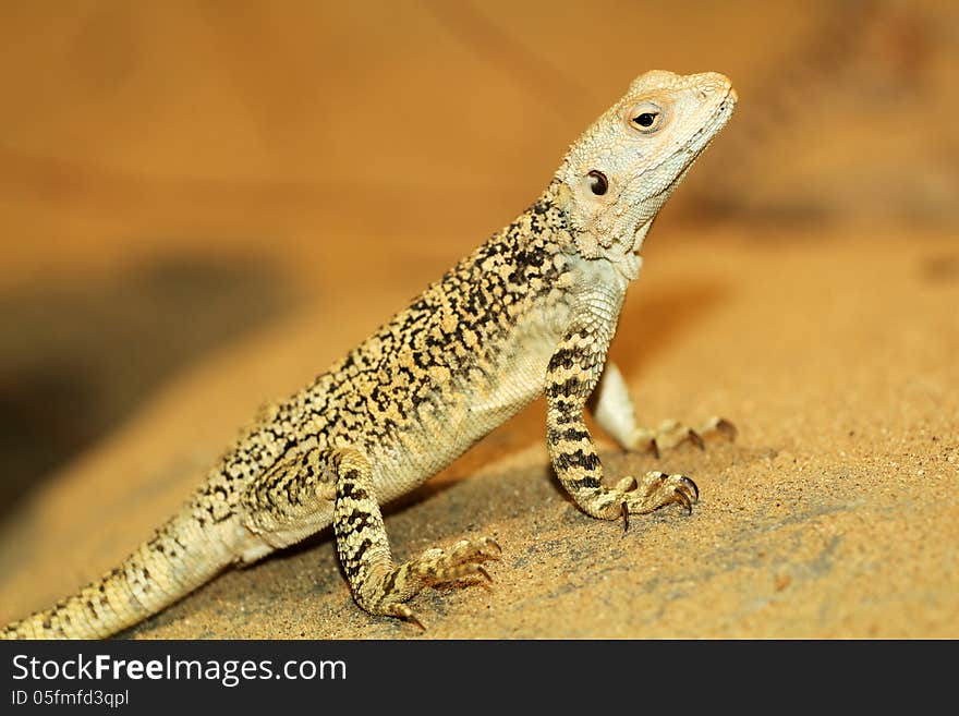 Agama lizard is a small zoo from