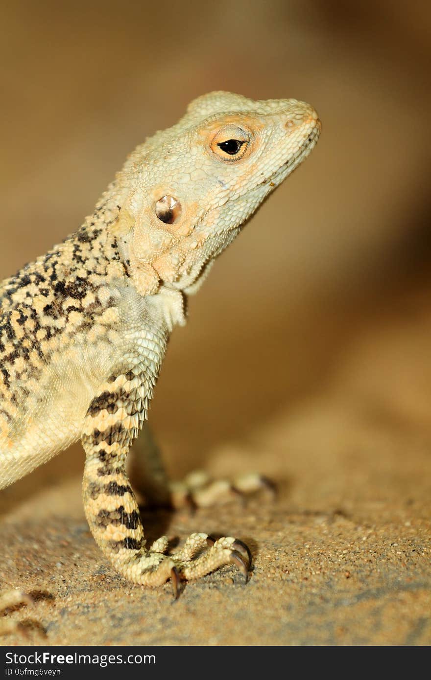 Agama lizard is a small zoo from