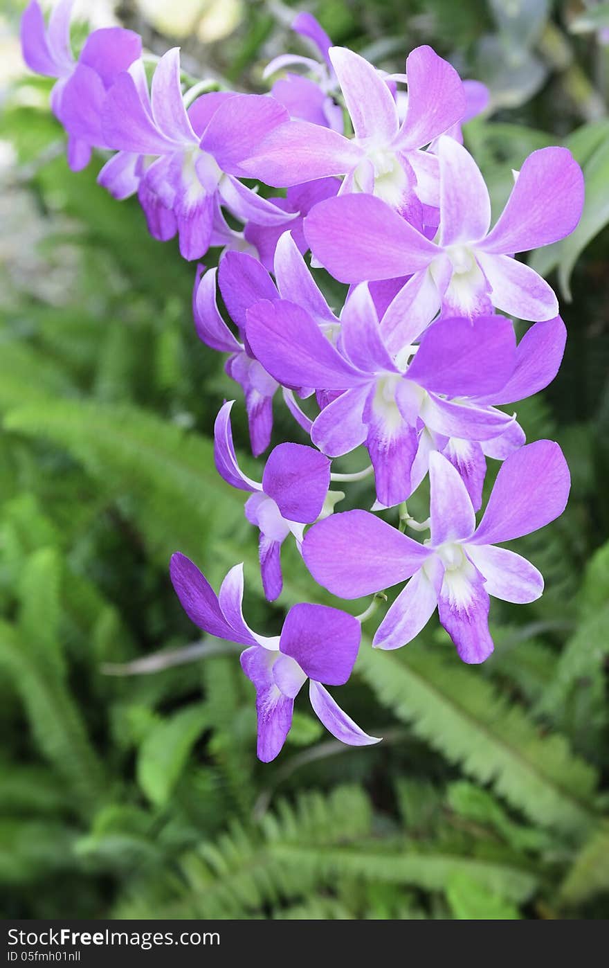 Purple orchid with green background