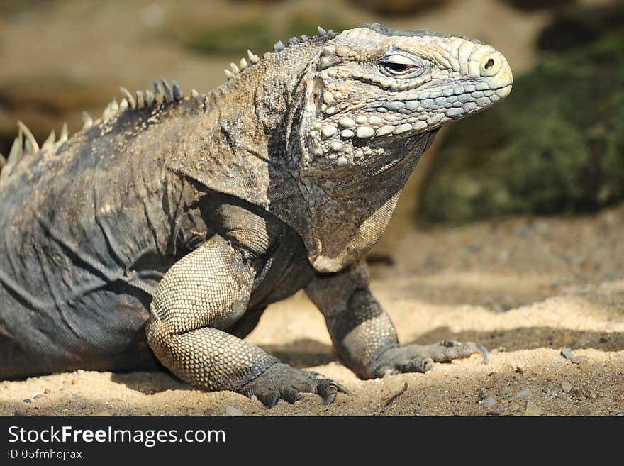 Iguana is a large lizard from the zoo