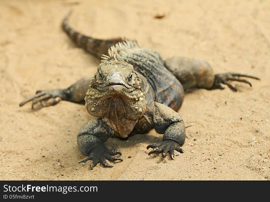 Iguana is a large lizard from the zoo