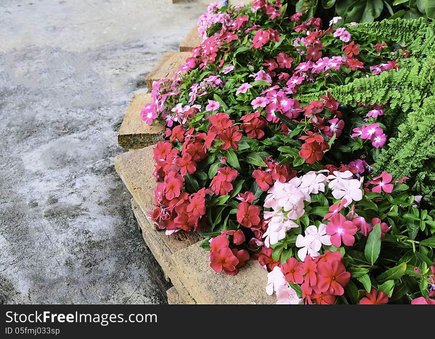 Flowering Watercress