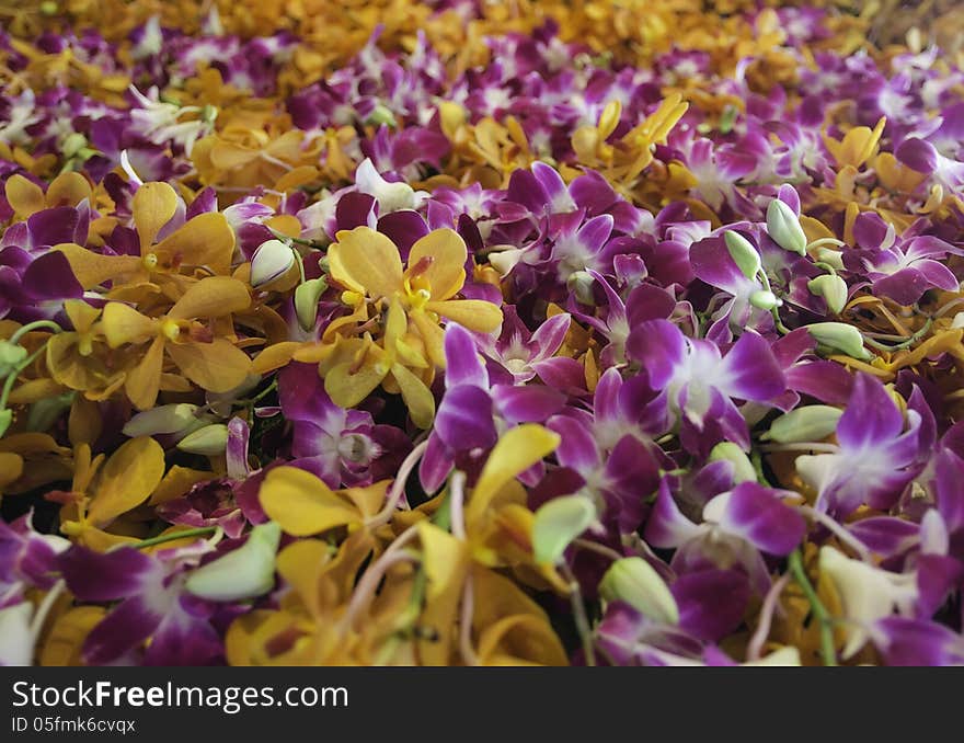 Purple and orange orchid on the wall