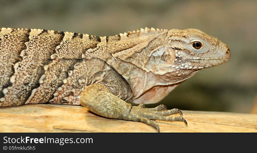 Cuban iguana is a large green lizard