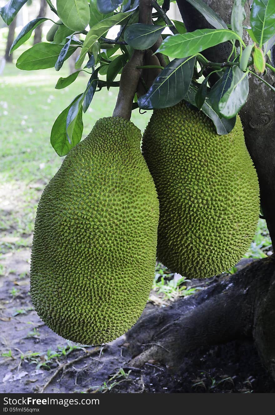 Jack fruit