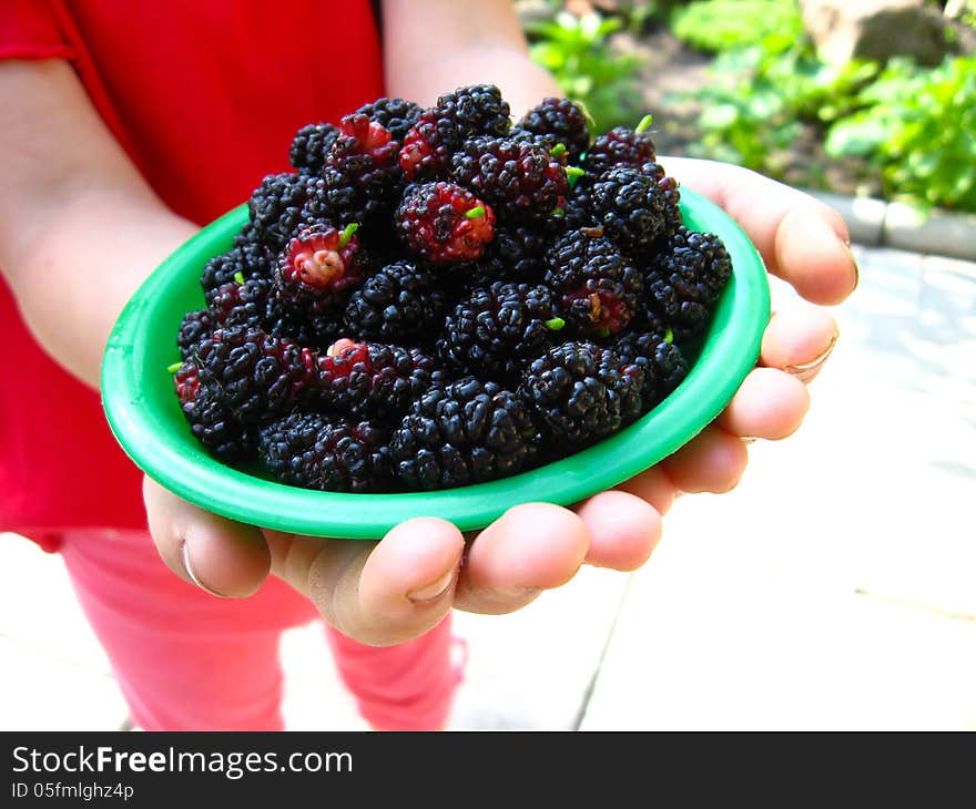 Ripe dark berries of a mulberry on plate